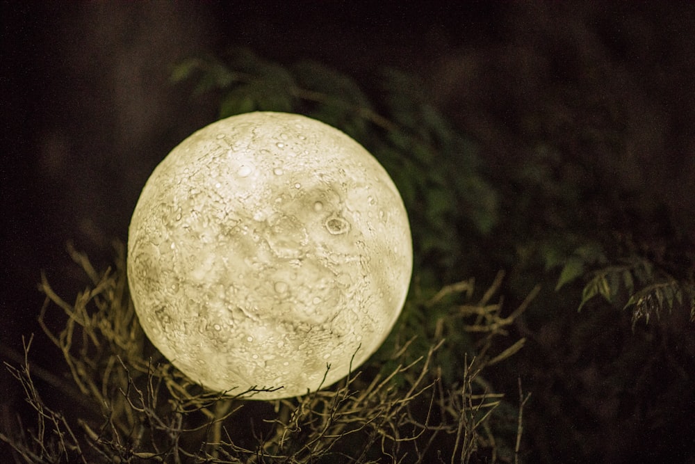 white round ball on green grass