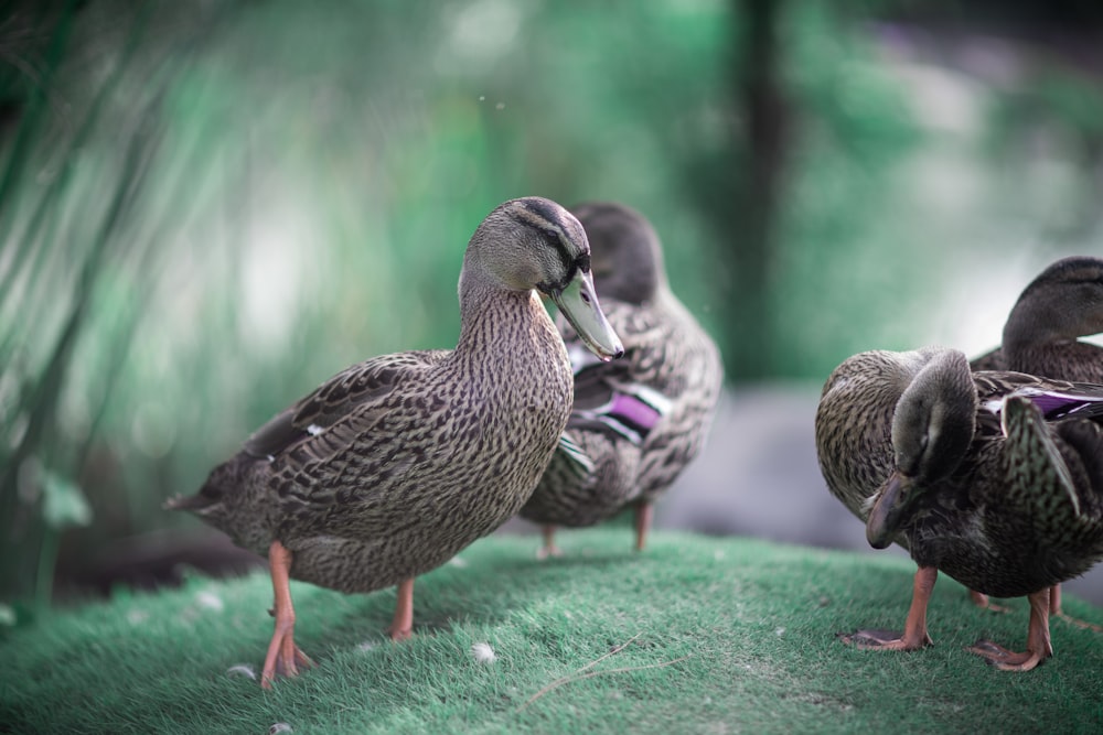 two brown and gray duck on green concrete floor