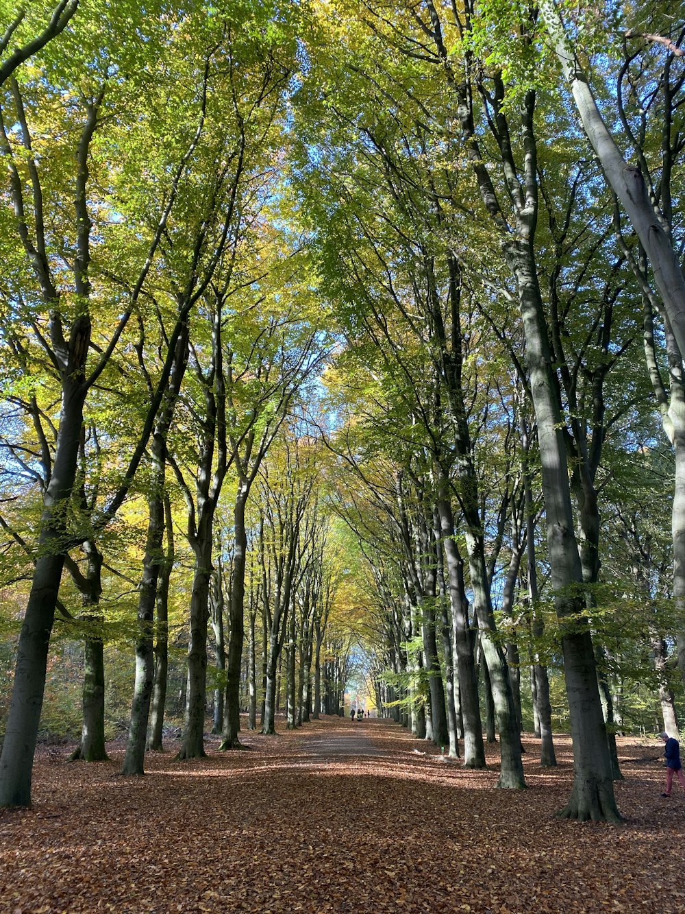 brown pathway between green trees during daytime