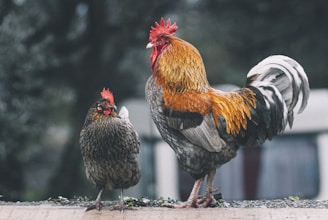 red black and white rooster