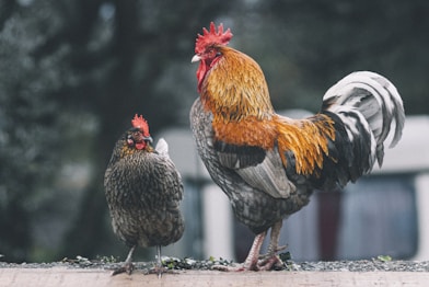 red black and white rooster