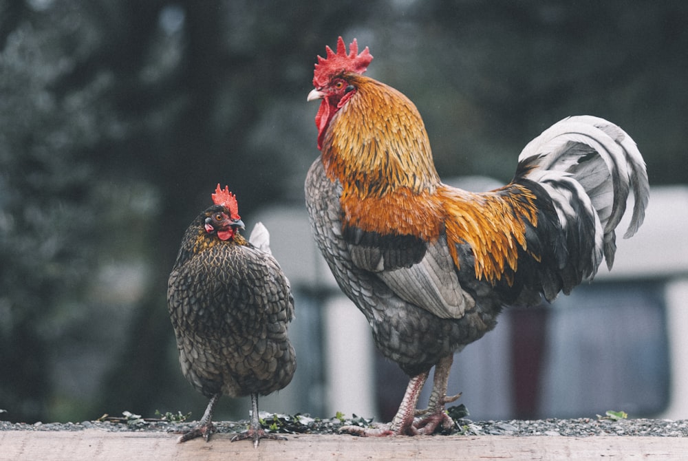 gallo rojo, negro y blanco