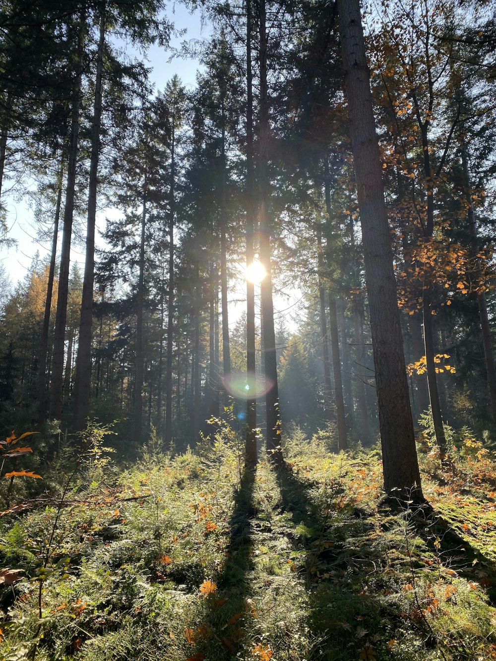 green and brown trees during daytime