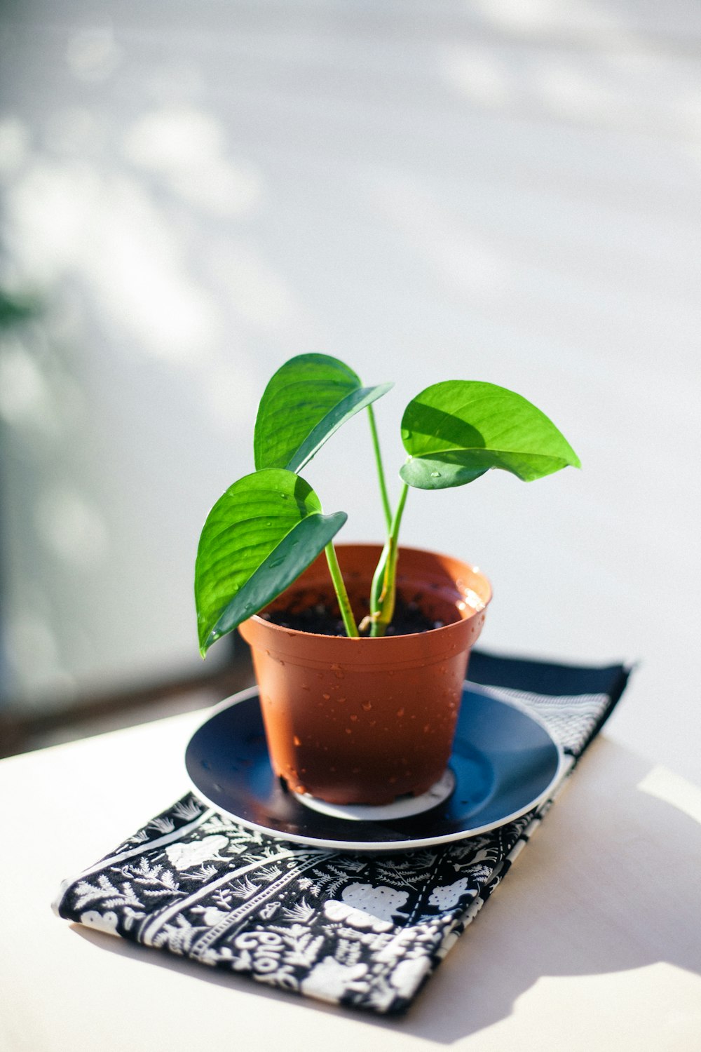 green plant on brown pot