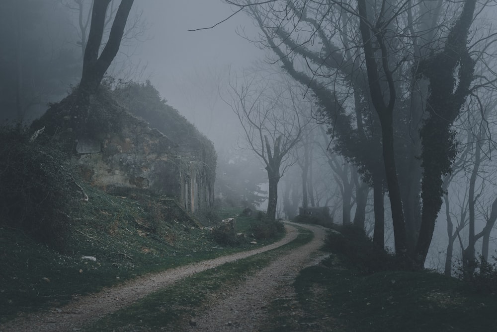 road between bare trees during foggy day