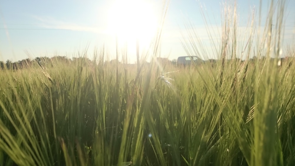 green grass field under blue sky during daytime