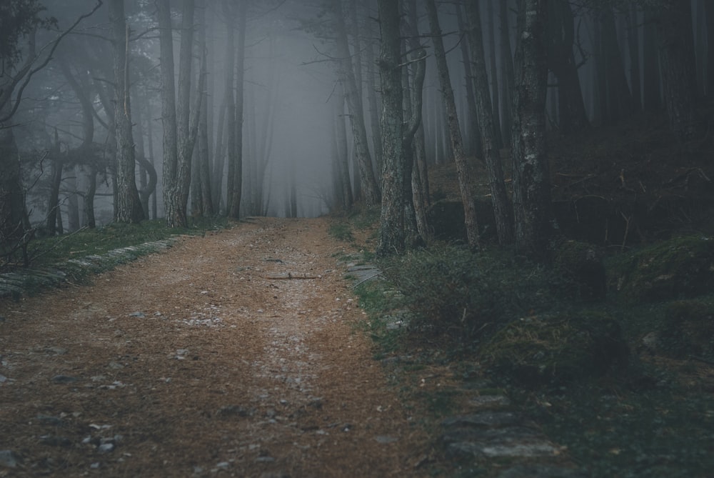 brown dirt road between trees