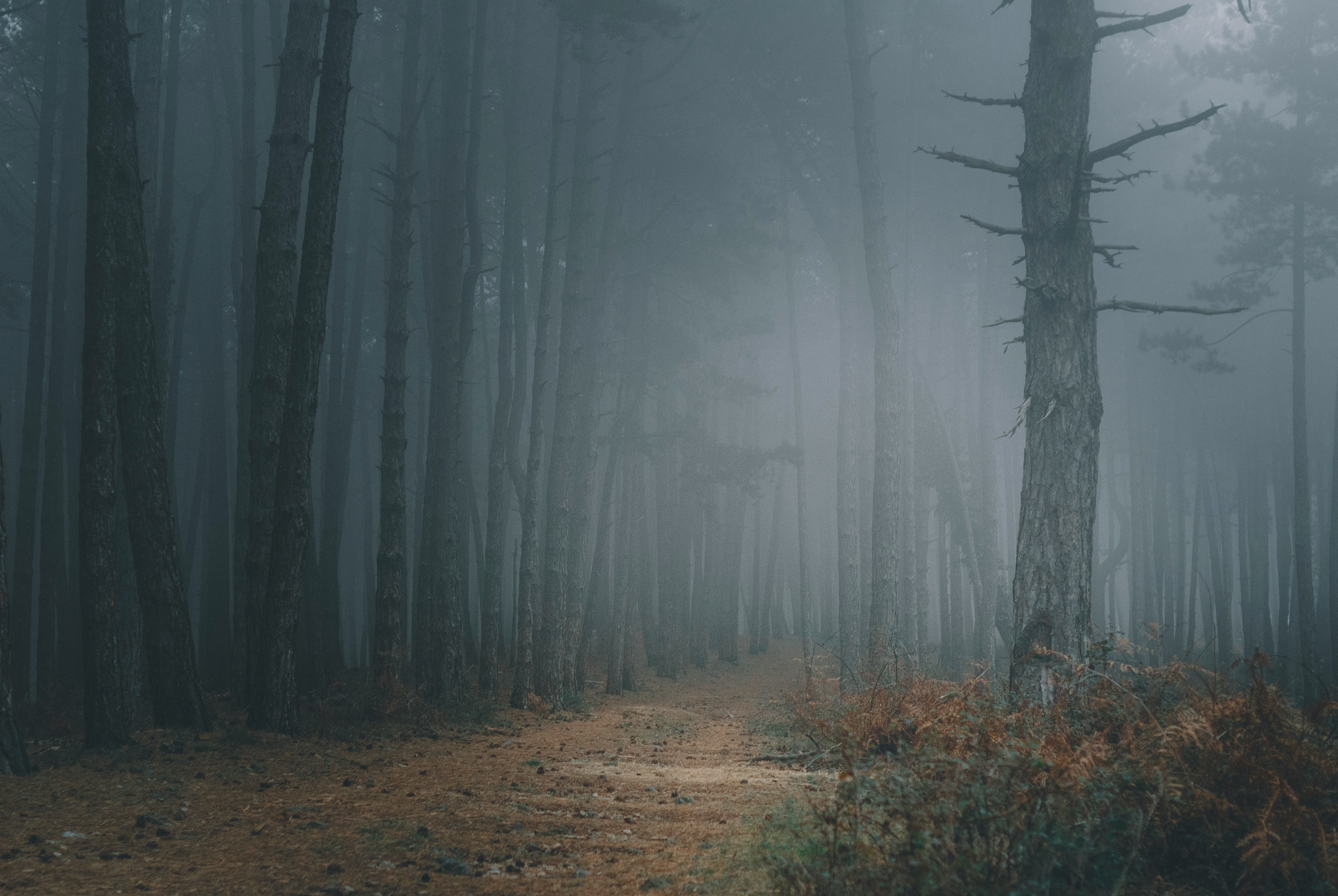 brown bare trees on brown grass field during foggy weather