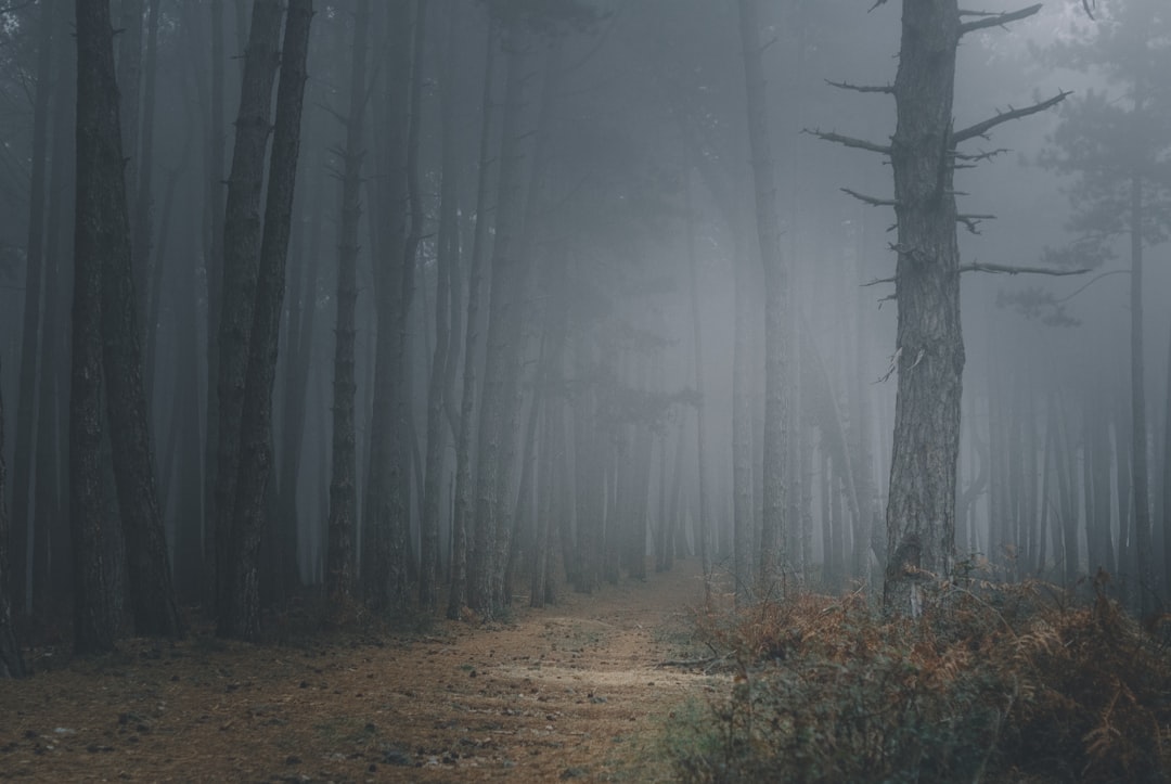 brown bare trees on brown grass field during foggy weather, The road in the foggy forest.