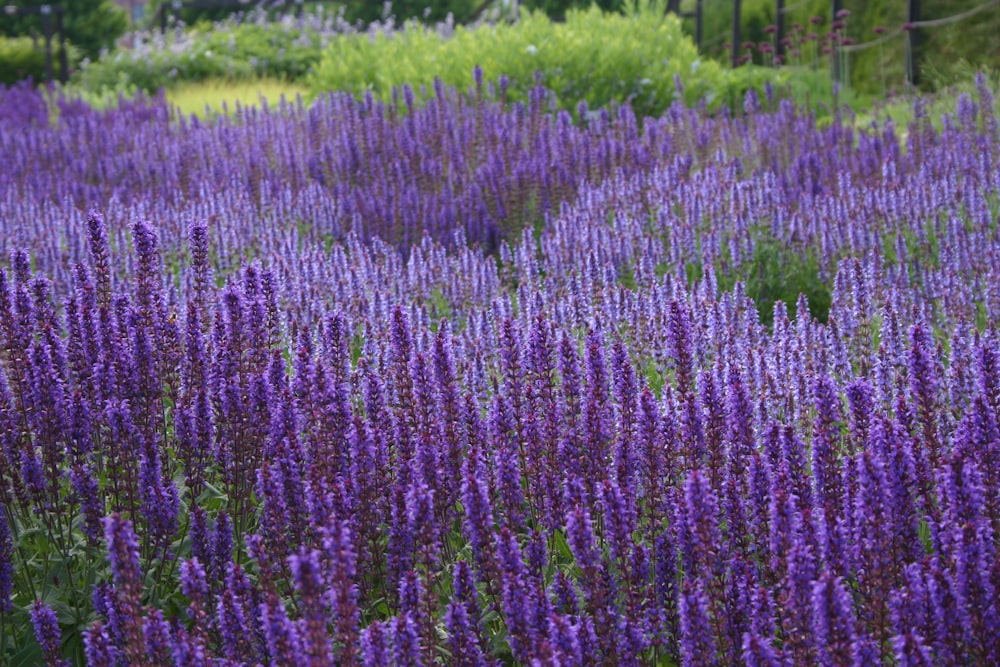 purple flower field during daytime