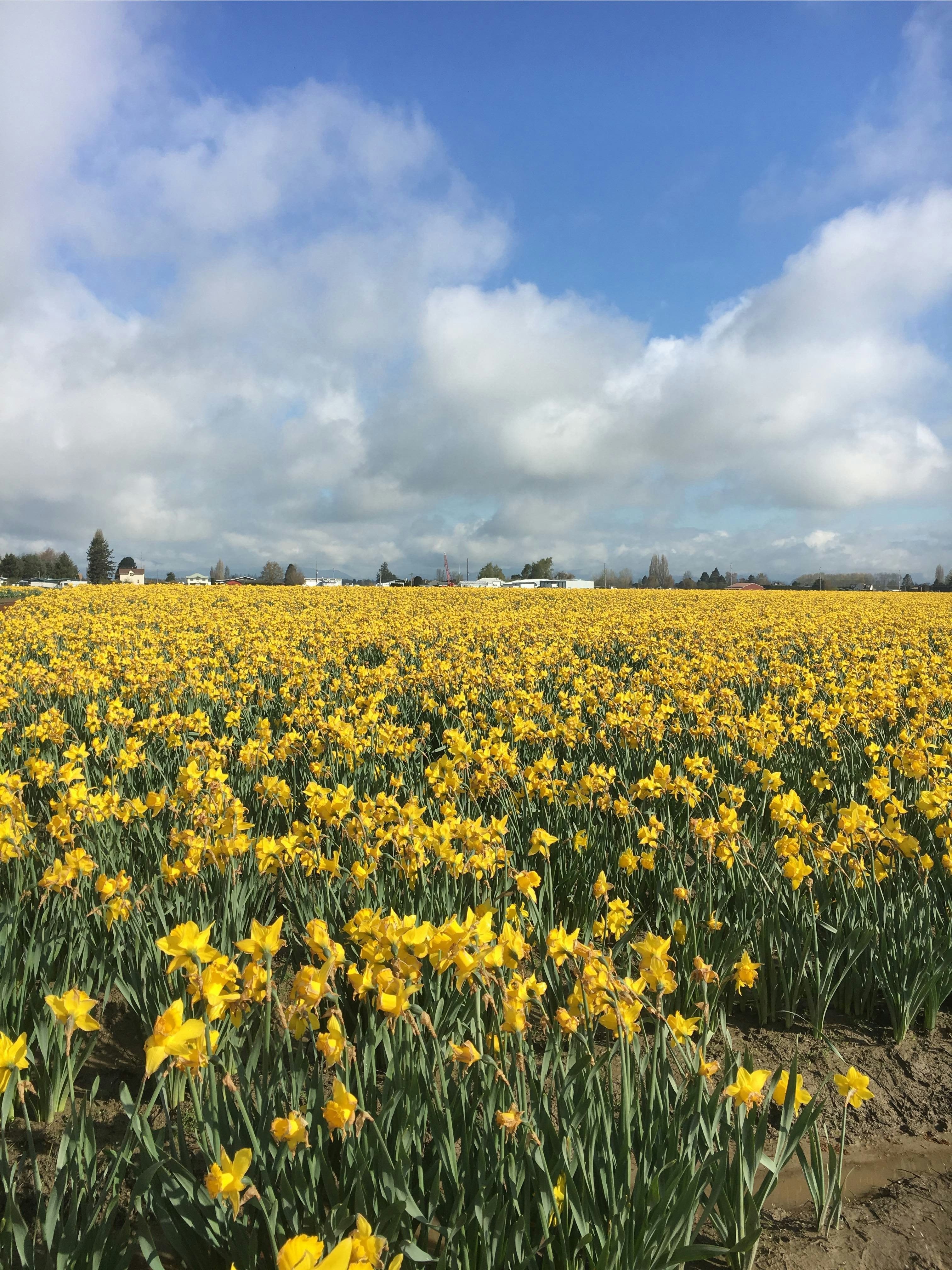 yellow flower field under white clouds during daytime