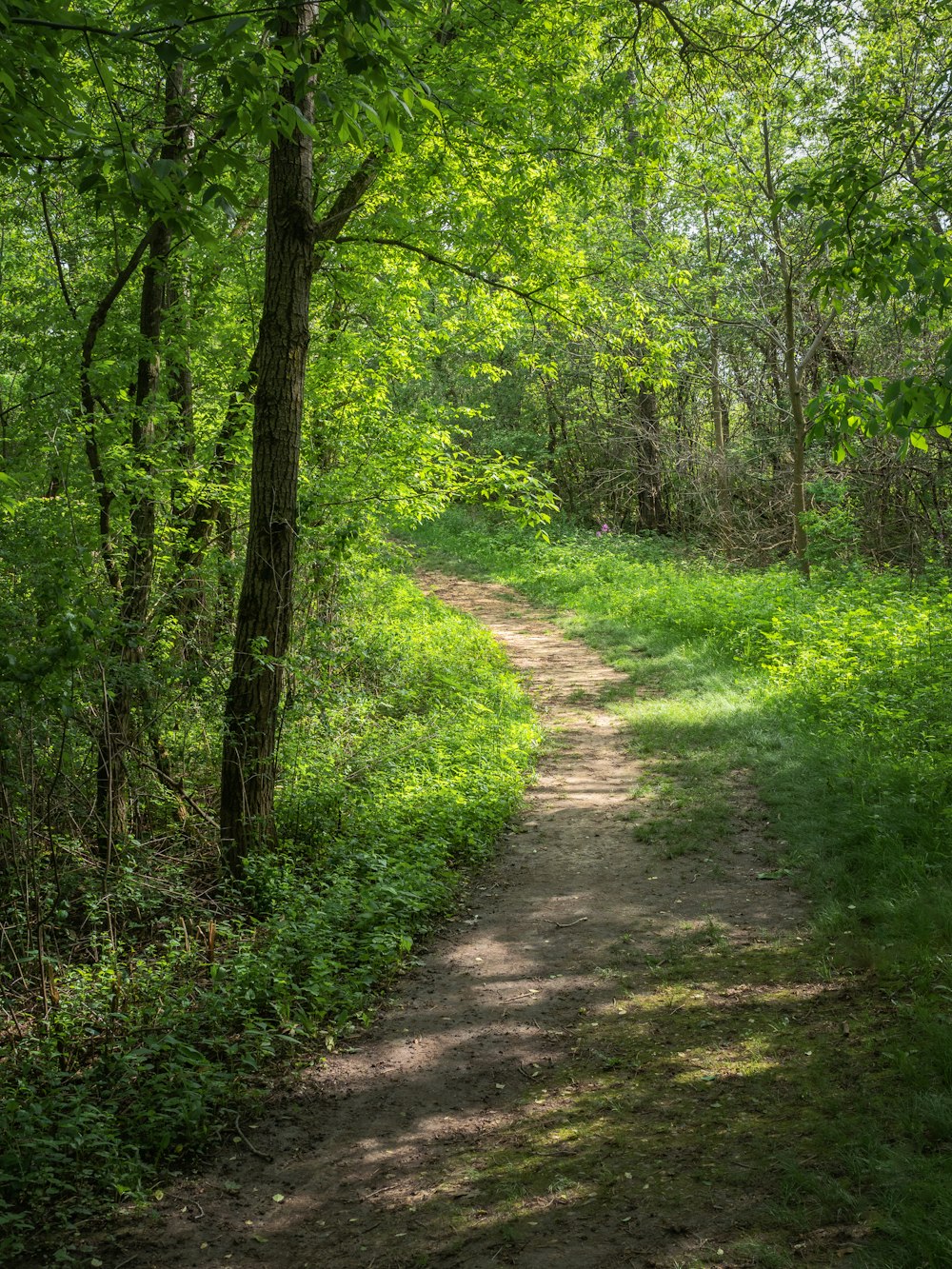 green grass and trees during daytime