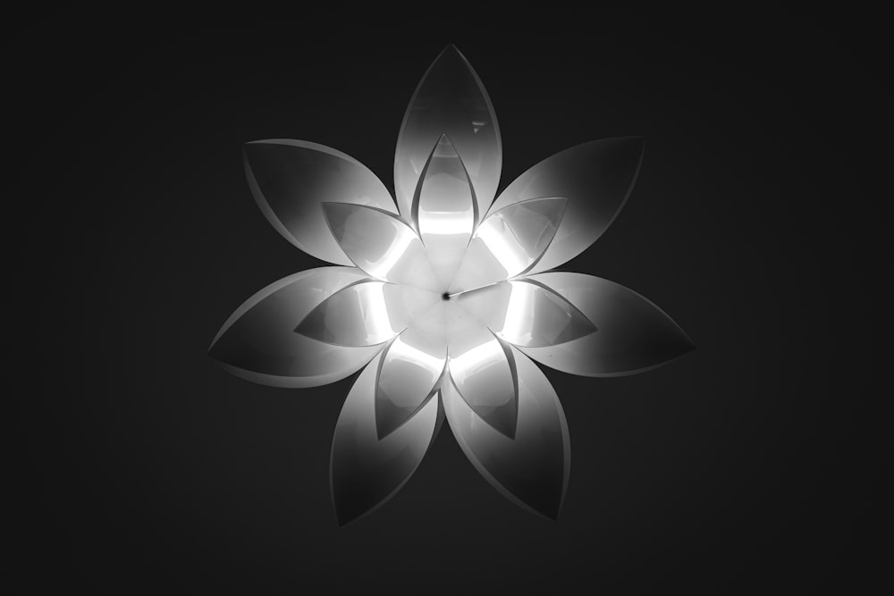 white 5 petaled flower illustration