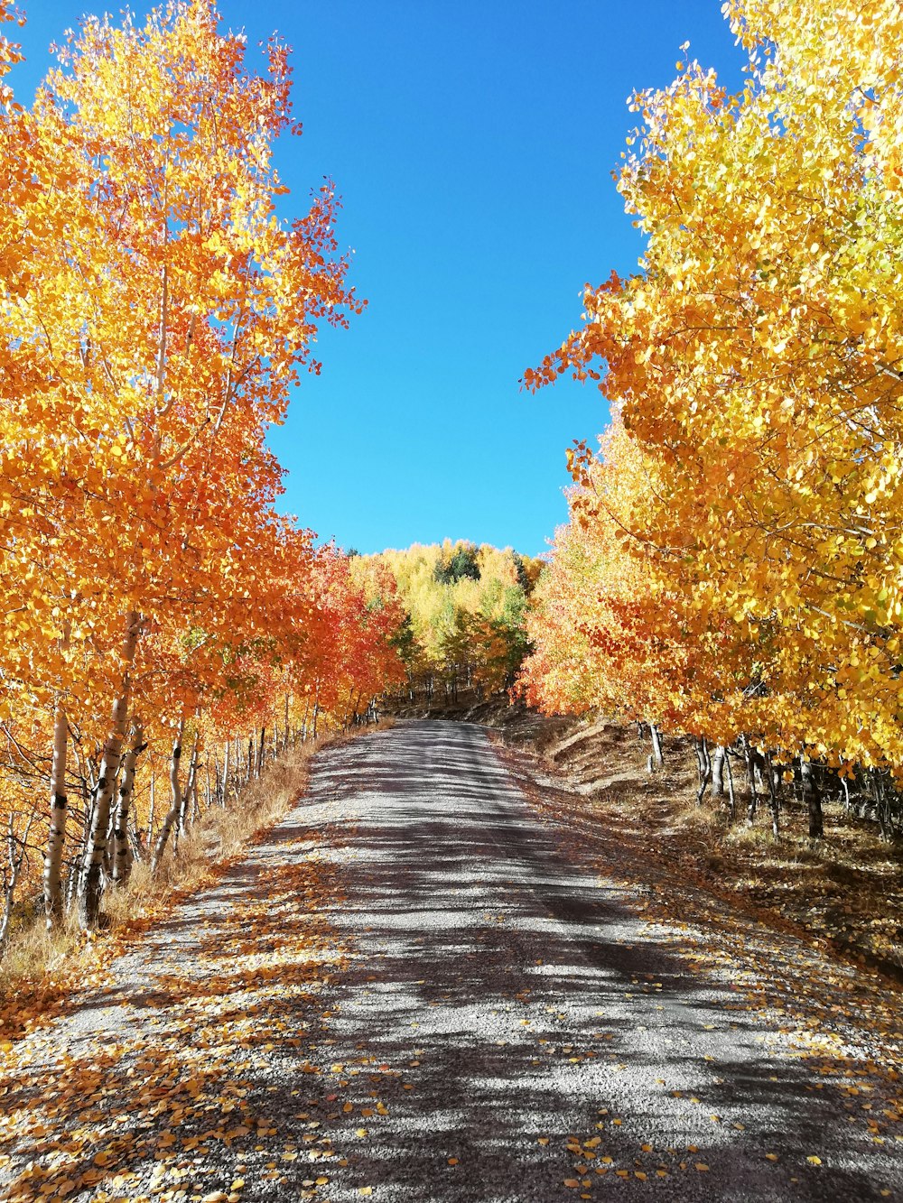 brown and green trees under blue sky during daytime