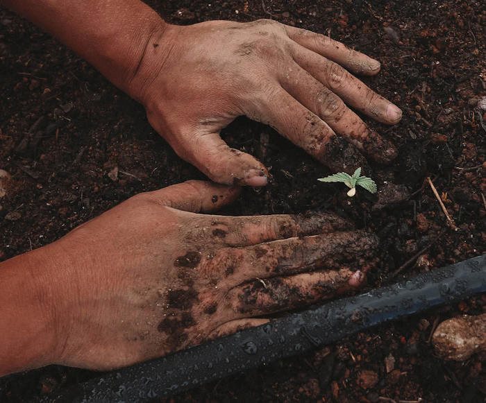 Hands placing a young seedling into dark soil