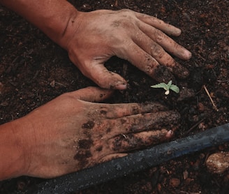 green plant on persons hand