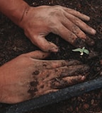 green plant on persons hand