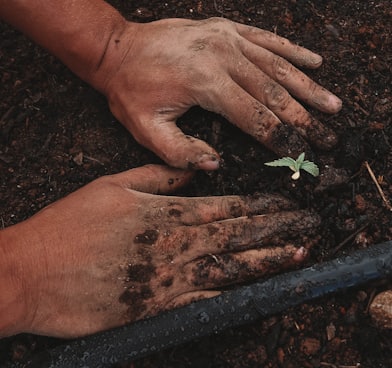 green plant on persons hand