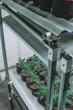 Several small cannabis plants are growing in individual black fabric pots filled with soil. These pots are arranged neatly on shelves made of metal, situated within an indoor environment that appears to be a controlled growing space.