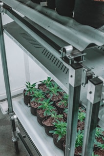 Several small cannabis plants are growing in individual black fabric pots filled with soil. These pots are arranged neatly on shelves made of metal, situated within an indoor environment that appears to be a controlled growing space.