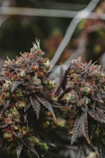 white and brown plant in close up photography