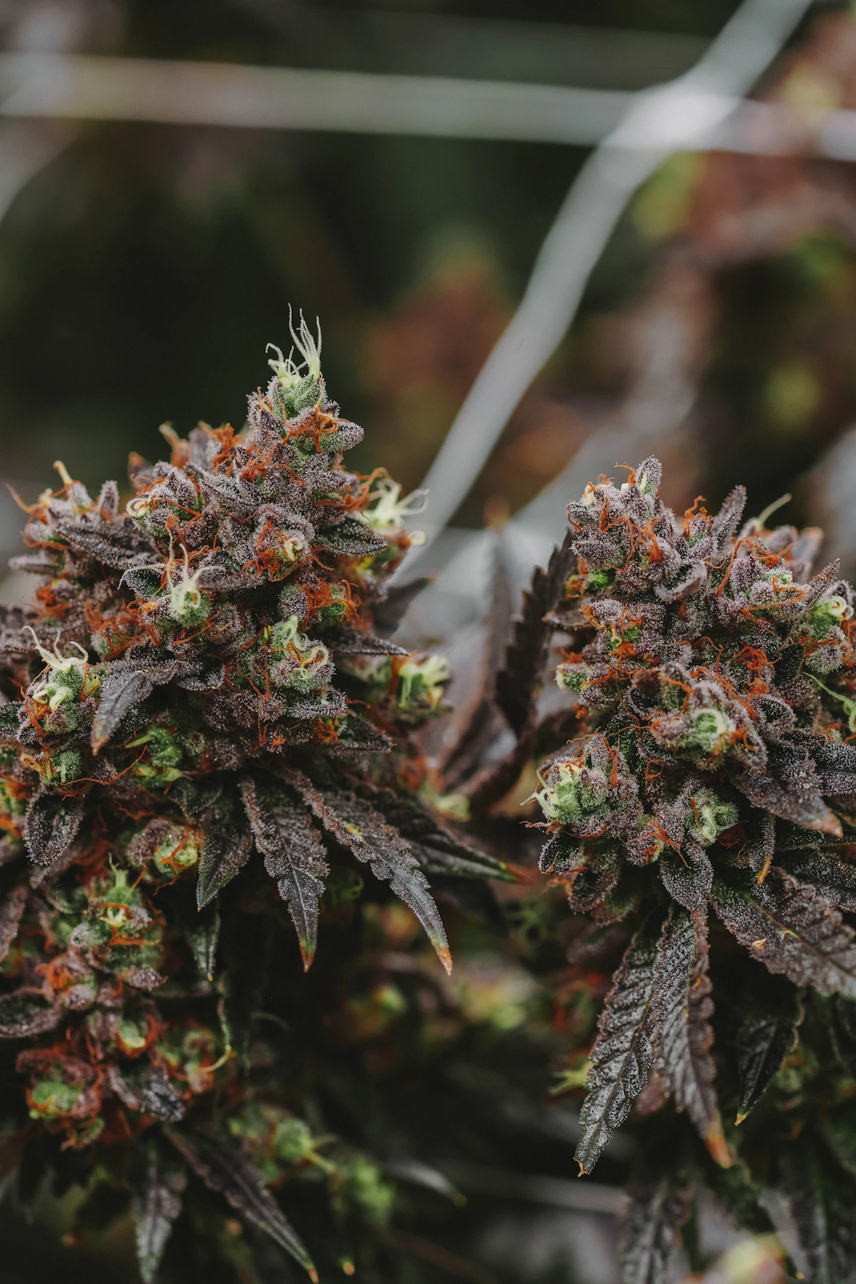 Close up of cannabis flower showing dense trichome coverage and intact pistils that signal quality