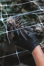 person holding white dandelion flower