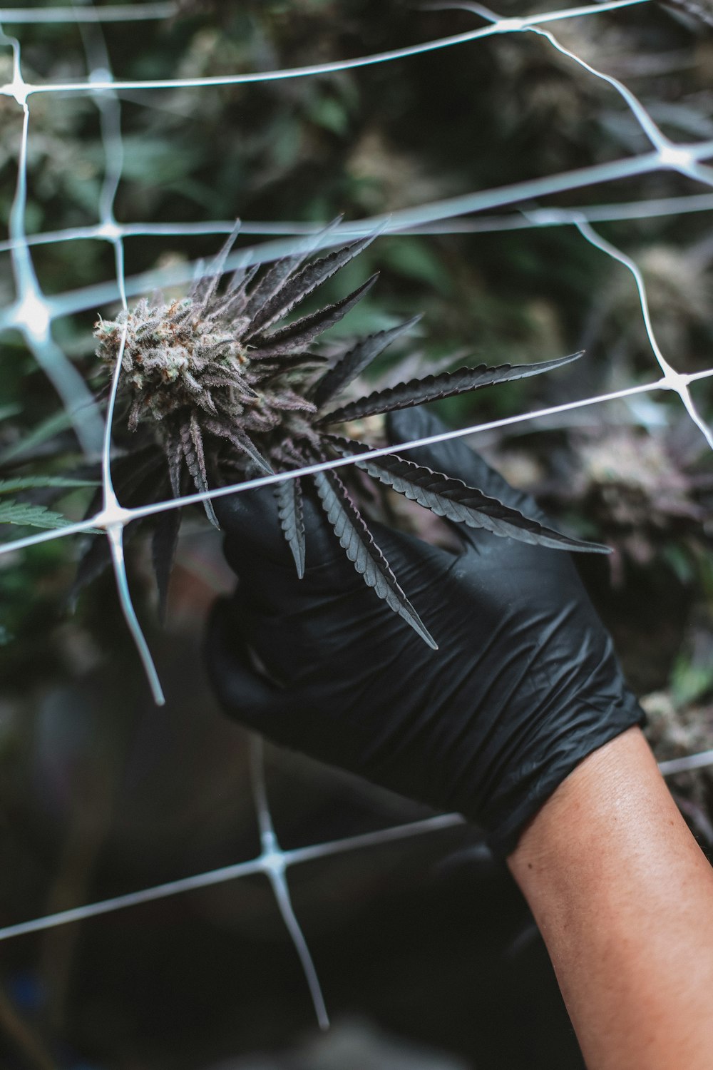 person holding white dandelion flower