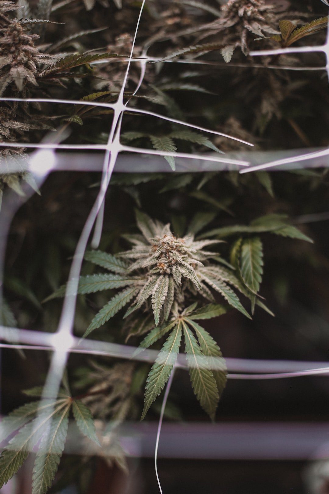 cannabis plant | greenforcestaffing.com
