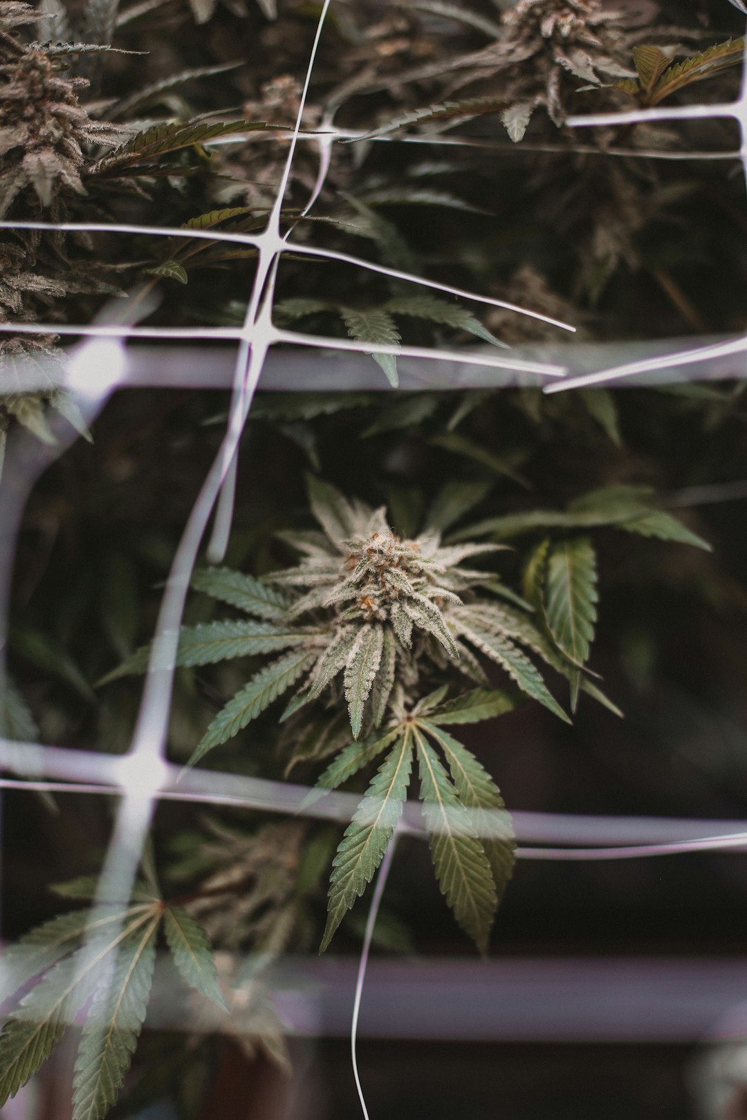 cannabis plant | greenforcestaffing.com