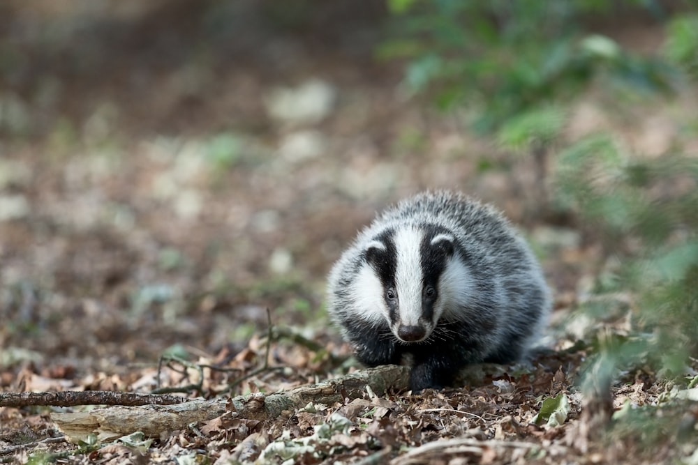 black and white animal on brown dried leaves