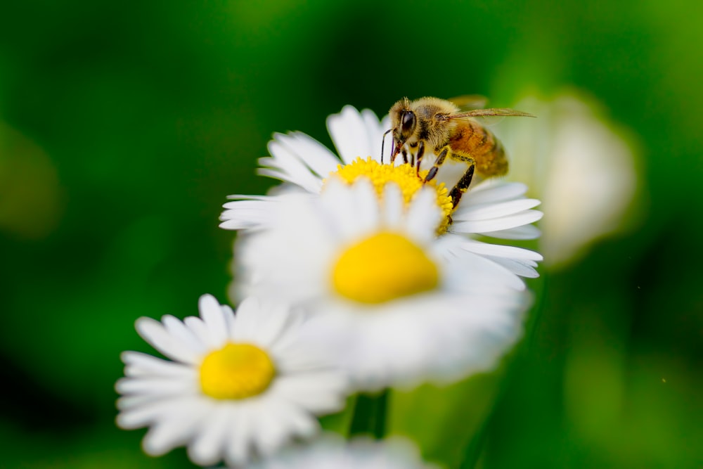 honeybee perched on white daisy in close up photography during daytime