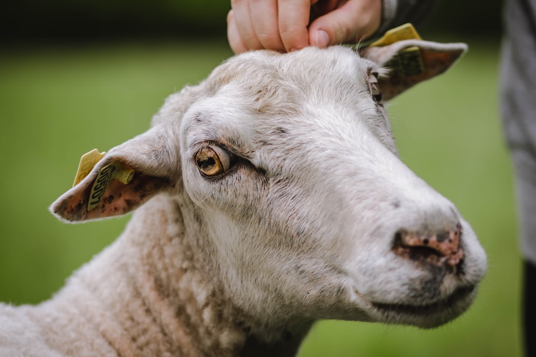 person holding white sheep head