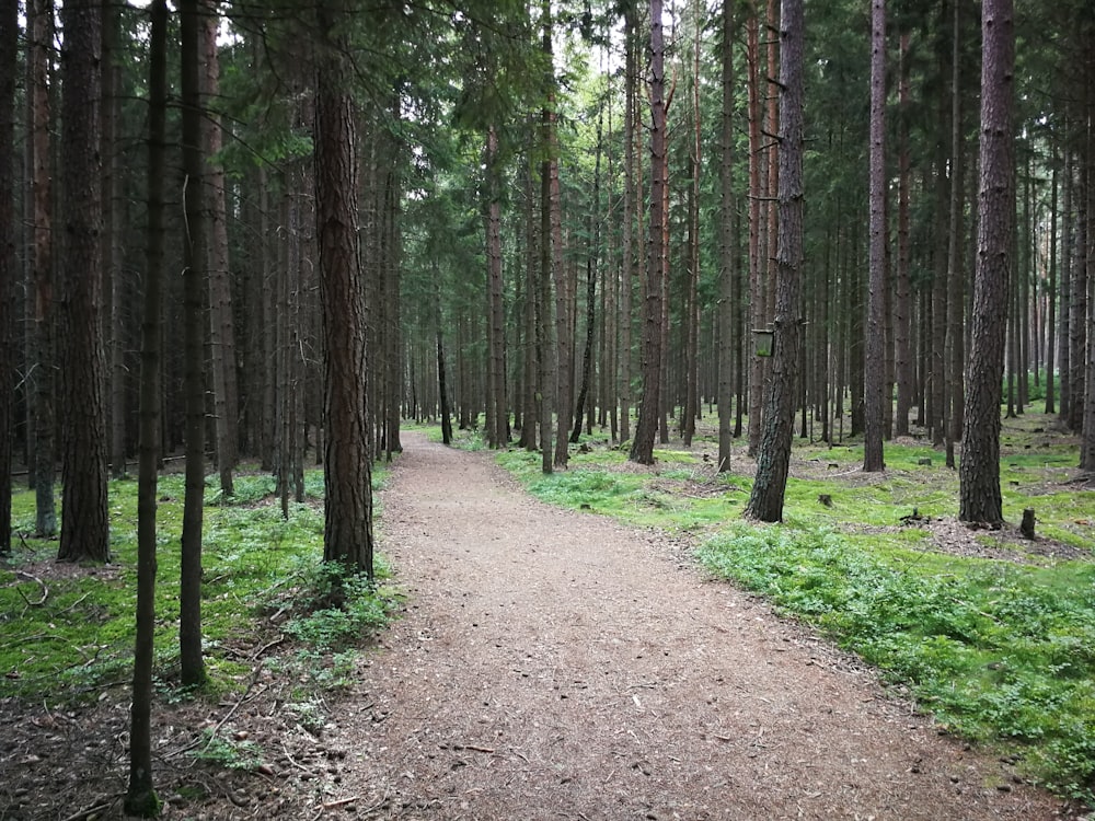 chemin de terre brun entre les arbres verts pendant la journée