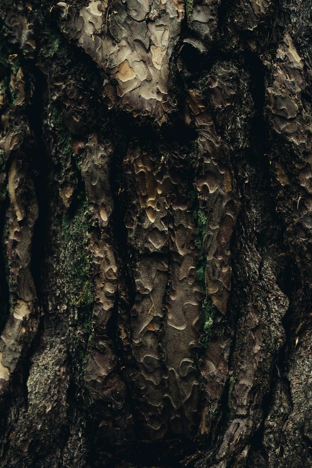 brown and black tree trunk