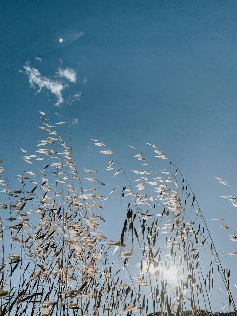 Champ de blé brun sous le ciel bleu pendant la journée
