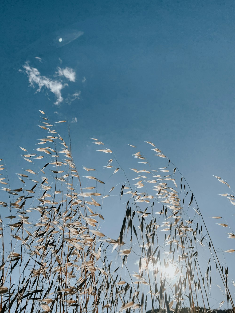 campo di grano marrone sotto il cielo blu durante il giorno