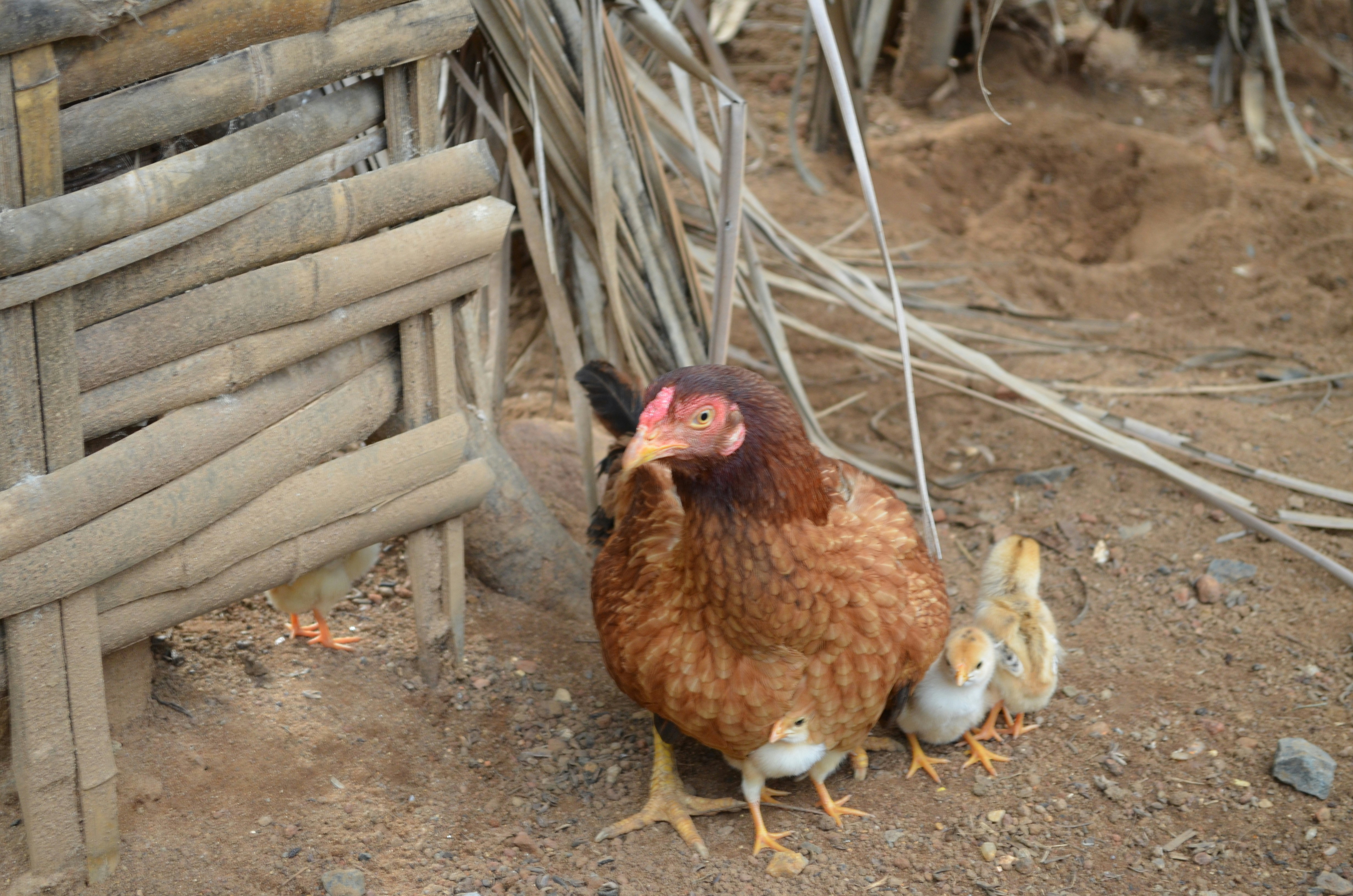 brown hen beside brown wooden fence