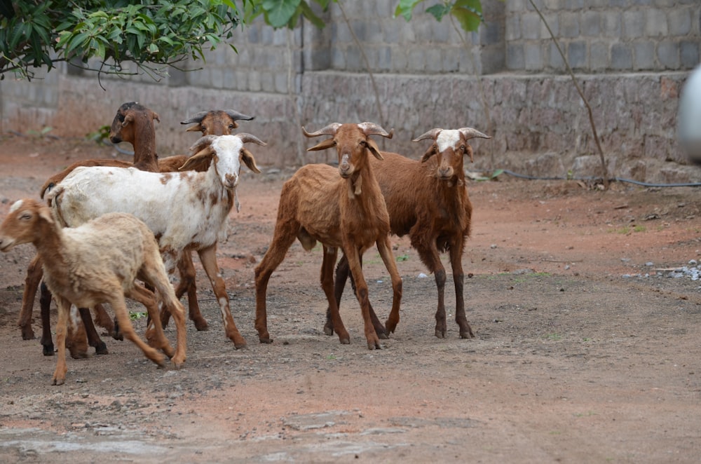 herd of goats on brown dirt during daytime