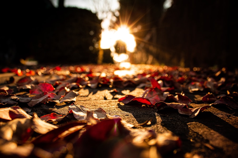 昼間は地面に赤い葉が落ちます