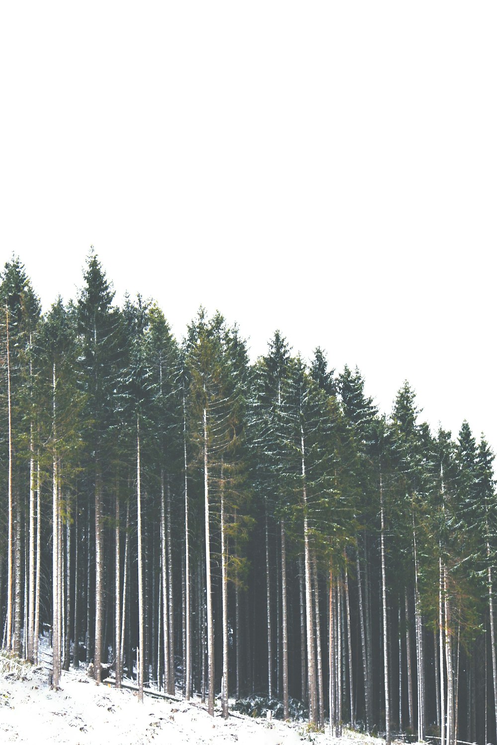 a row of pine trees in the snow