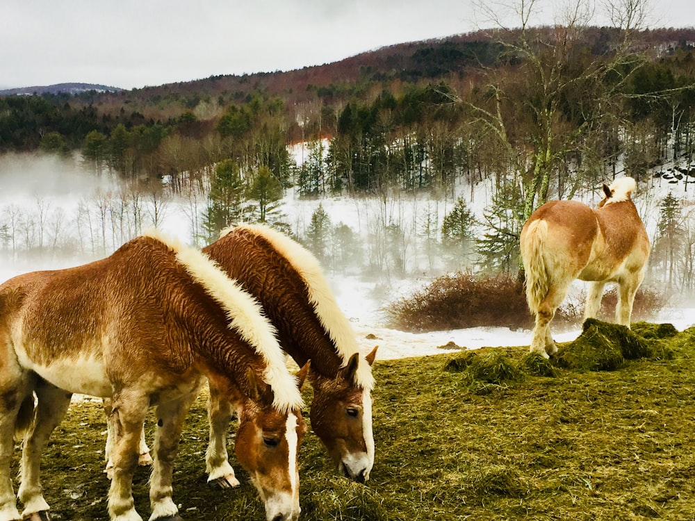 brown and white cow on green grass field near body of water during daytime