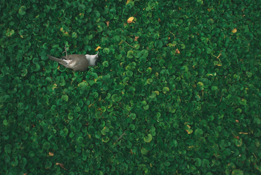 grey and white bird on green leaves