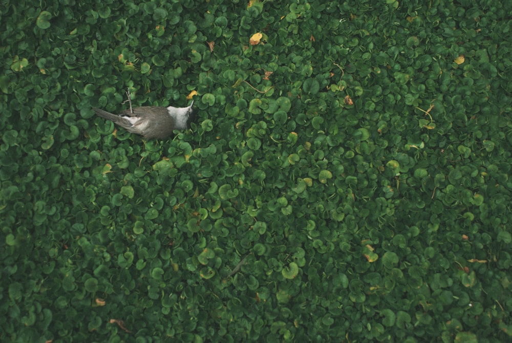 pássaro cinzento e branco em folhas verdes
