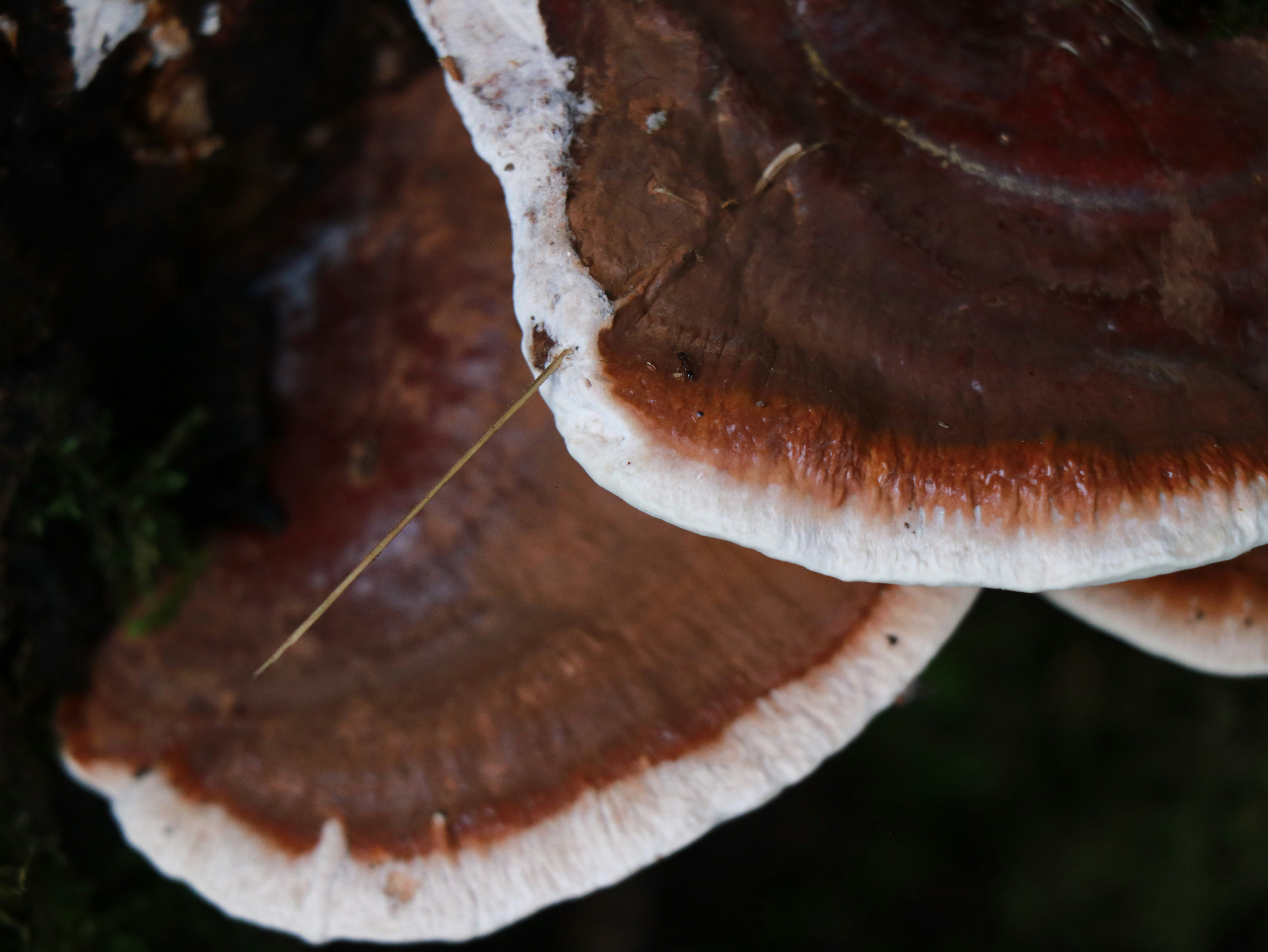 brown mushroom on brown tree trunk