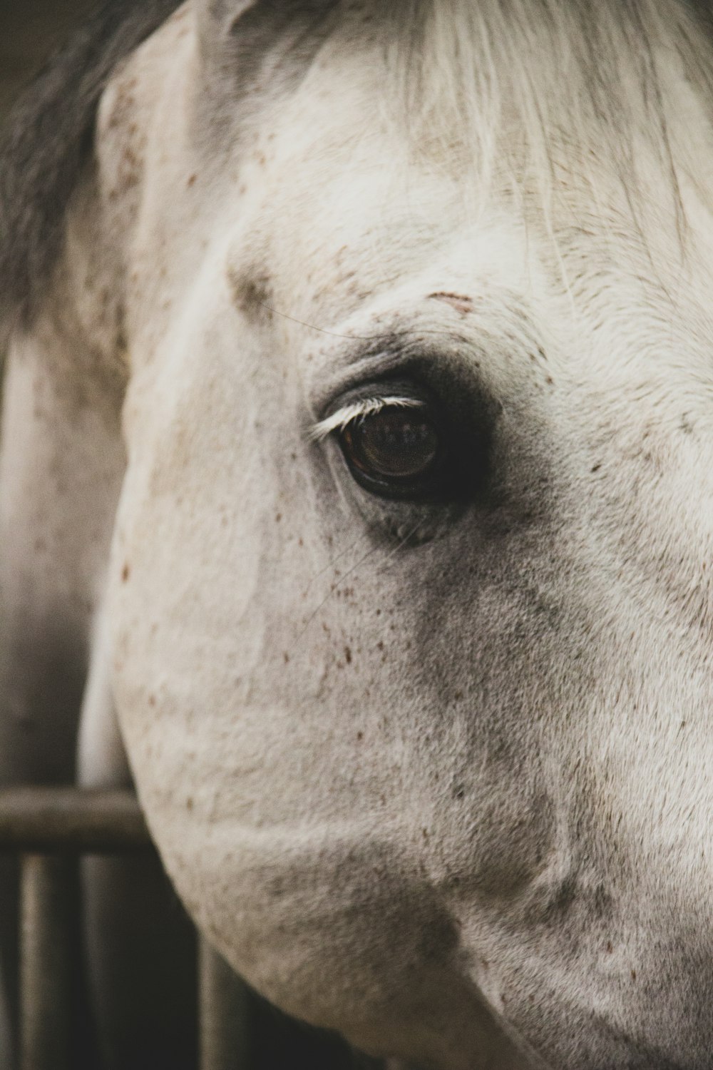 white horse head in cage