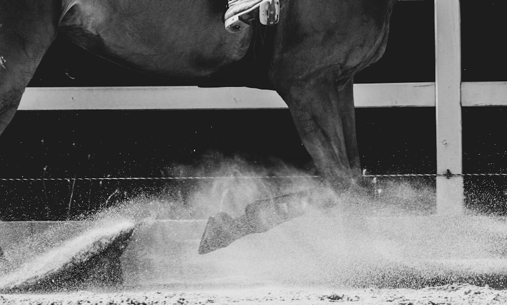 Photo en niveaux de gris d’un cheval dans l’eau