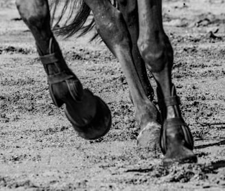 grayscale photo of horse on field