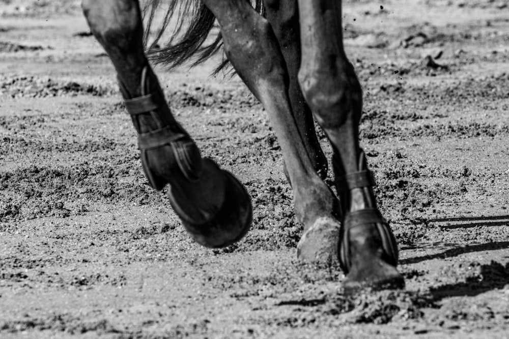 grayscale photo of horse on field