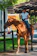 man in white polo shirt riding brown horse during daytime